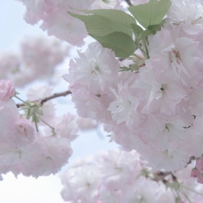 礼县FurryQQ群介绍